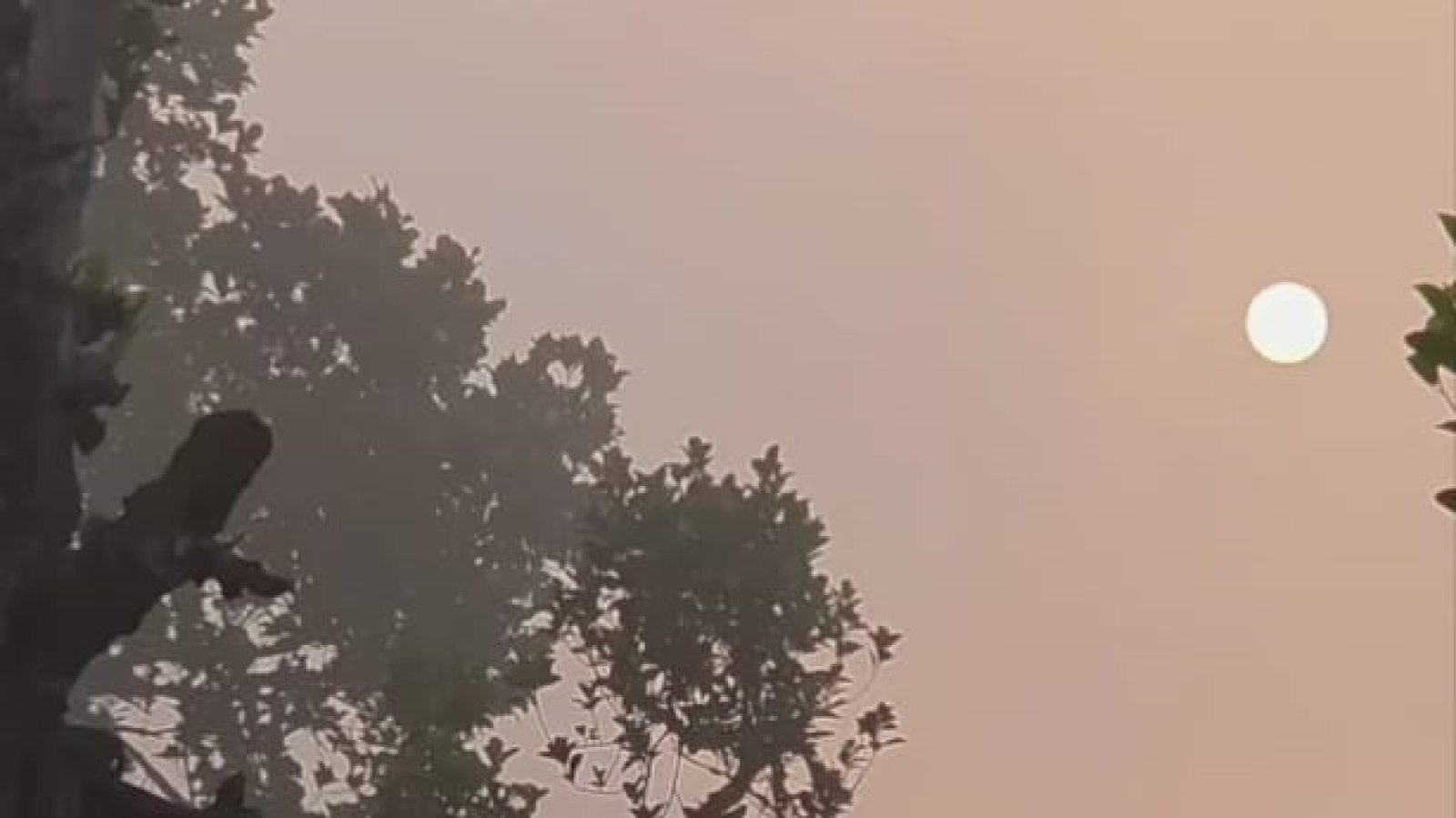 বর্ষার বিদায় বেলায় কুয়াশার চাদর! ভোরের ঠাকুরগাঁওয়ে আগাম শীতের বার্তা