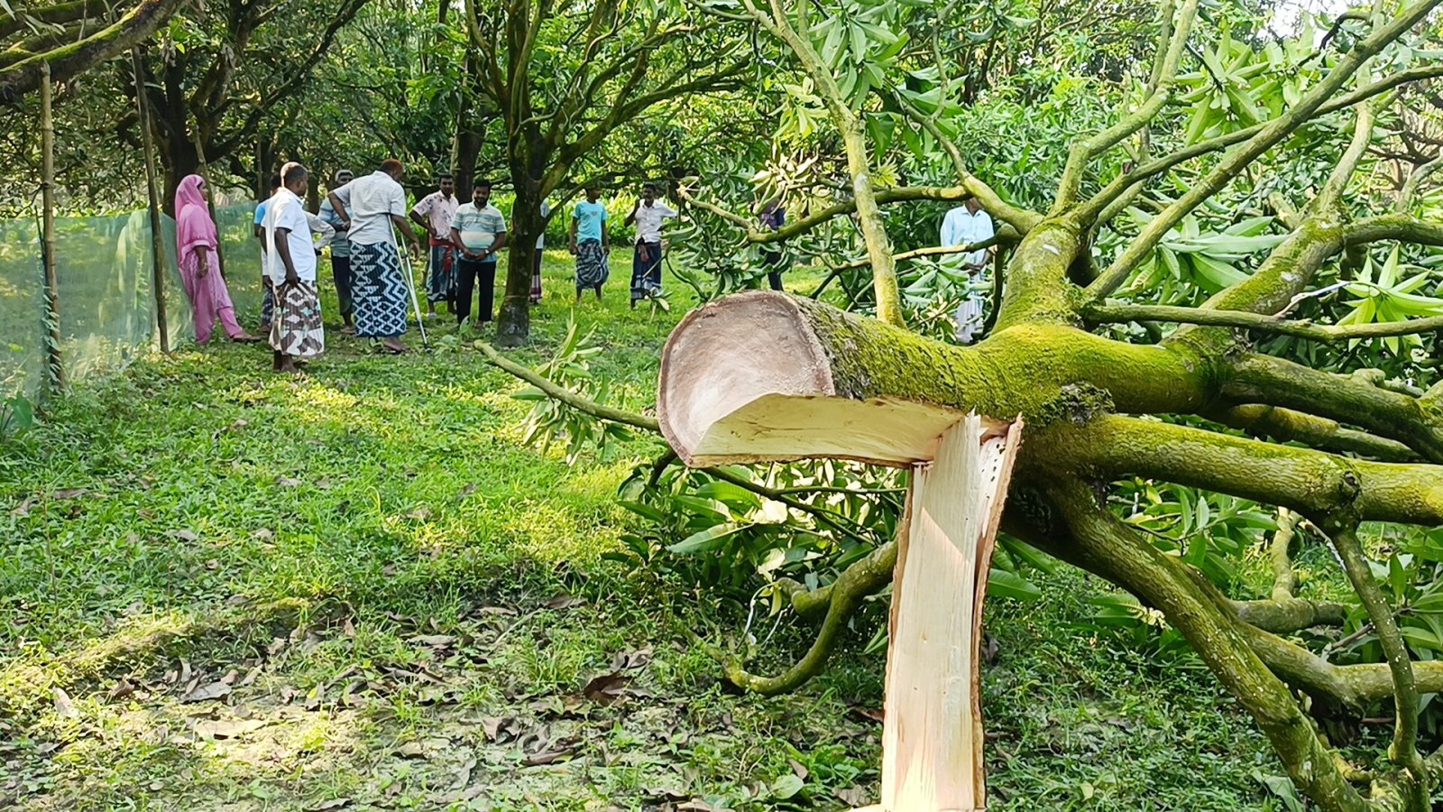 চাঁপাইনবাবগঞ্জে রাতের আঁধারে কাটিমন আমগাছ কেটে ফেলার অভিযোগ