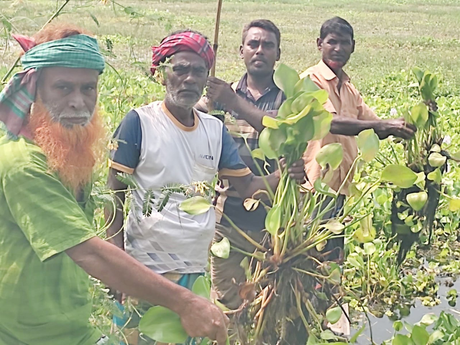 সিংড়ায় কচুরিপানার দখলে সিংড়ায় ৩০০ একর জমি ॥ বোরো চাষ অনিশ্চিত