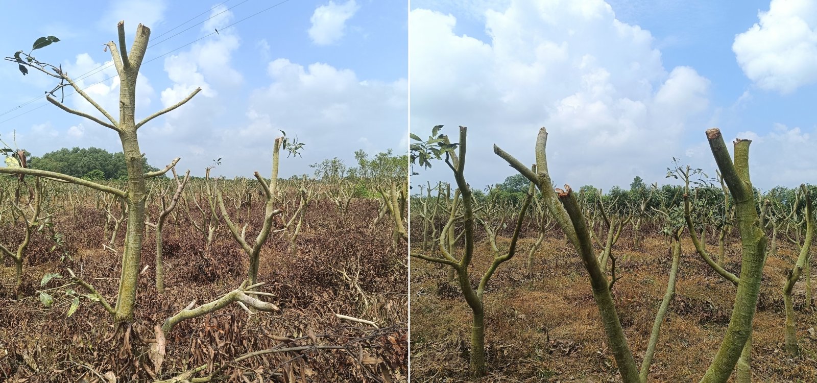 নিয়ামতপুরে ৪ লাখ টাকার জন্য ৮ হাজার আম গাছ কেঁটে সাবাড়
