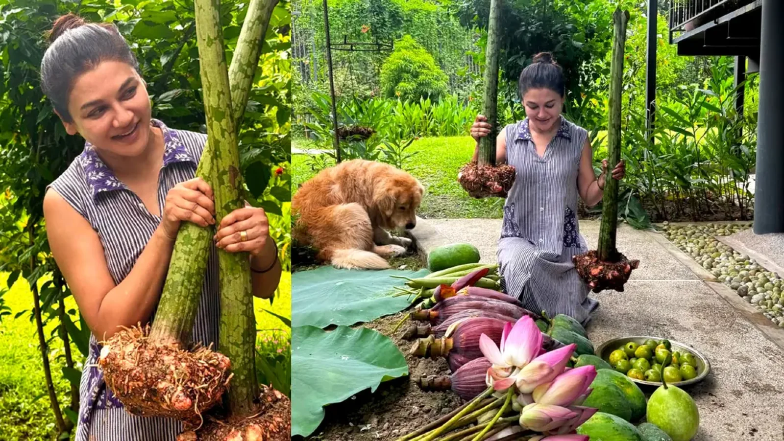 জয়ার কৃষি : ফলনে অবাক ভক্তরা, উচ্ছ্বসিত অভিনেত্রীও