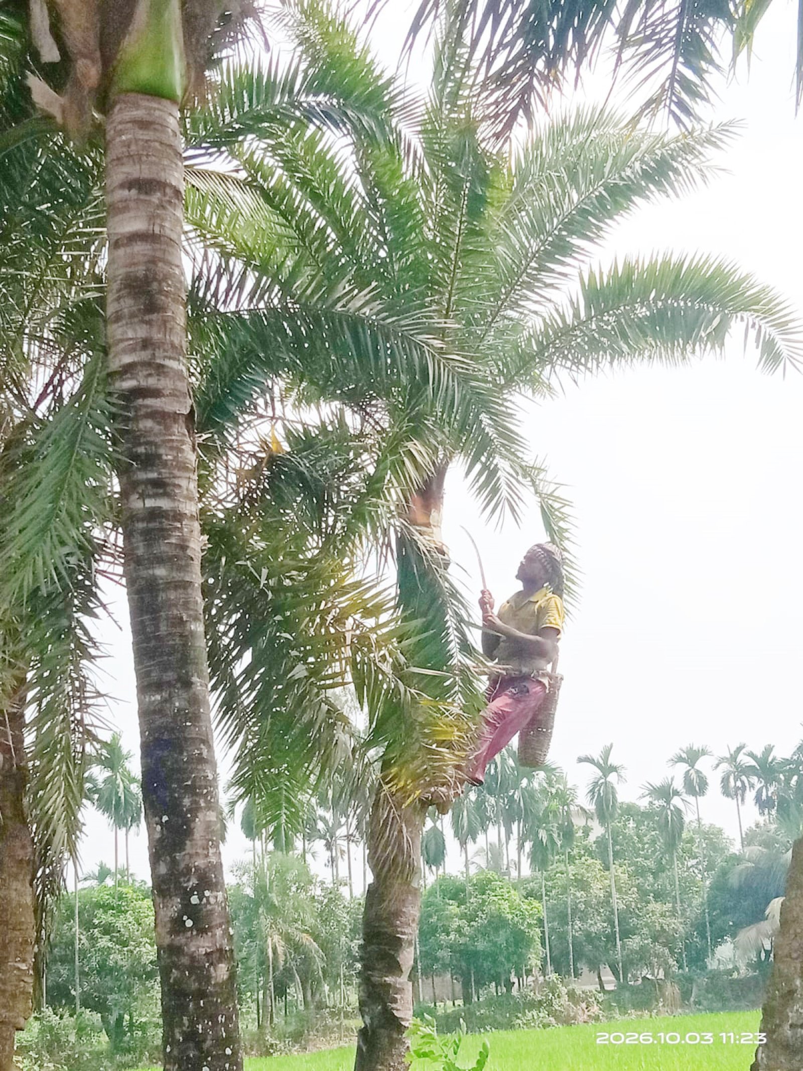 নাটোরের বাগাতিপাড়ায় আগাম খেজুর গুড় তৈরির প্রস্তুতি ॥ গাছ প্রস্তুতিতে ব্যস্ত গাছিরা