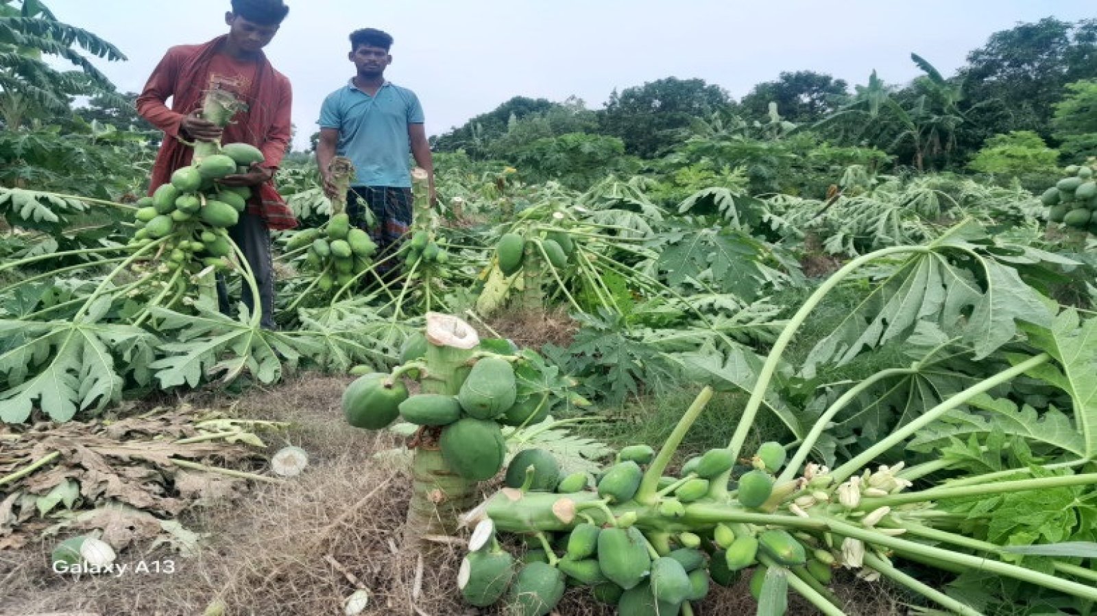 নাটোরে রাতের আঁধারে ৯’শ পেঁপে গাছ কেটে দিয়েছে দুর্বৃত্তরা