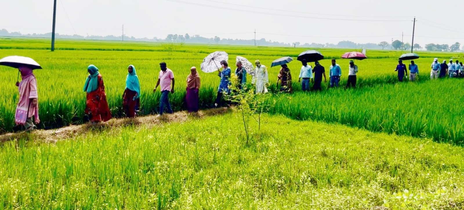 রাজশাহীতে সাকা প্রকল্পের মাঠ দিবস অনুষ্ঠিত