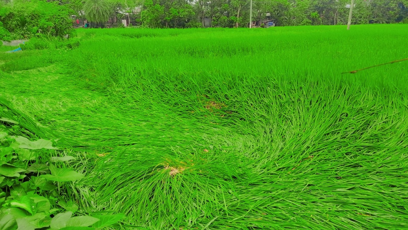রাণীনগরে প্রতিকূল আবহাওয়ায় ধান ক্ষেতের ব্যাপক ক্ষয়ক্ষতি