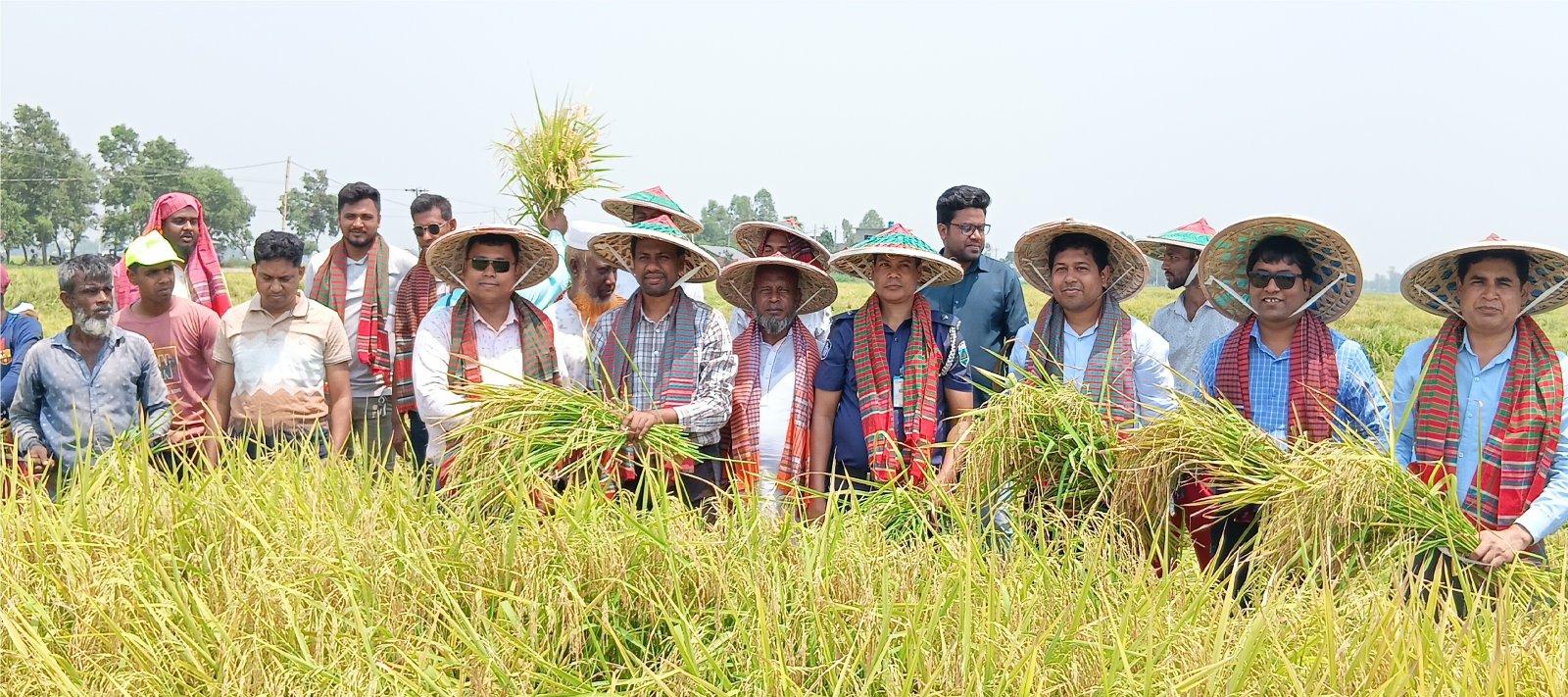 সিংড়ার চলনবিলে ধান কাটা উৎসবের উদ্বোধন