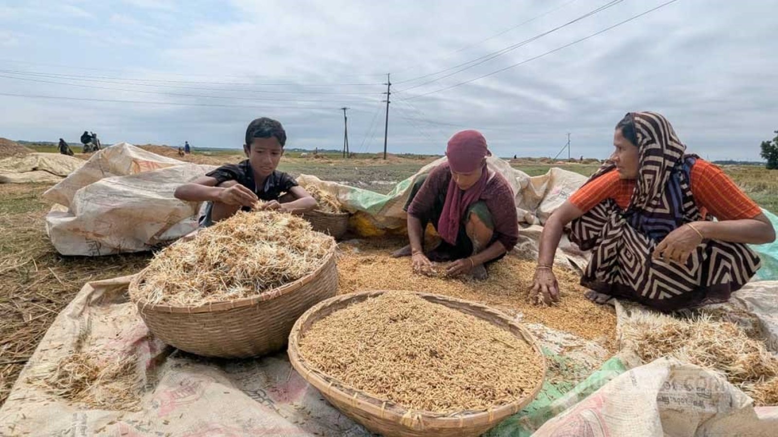 অঙ্কুর গজিয়ে নষ্ট হচ্ছে সুনামগঞ্জ হাওরের ধান-খড় নস্ট হওয়ায় বিপাকে কৃষক