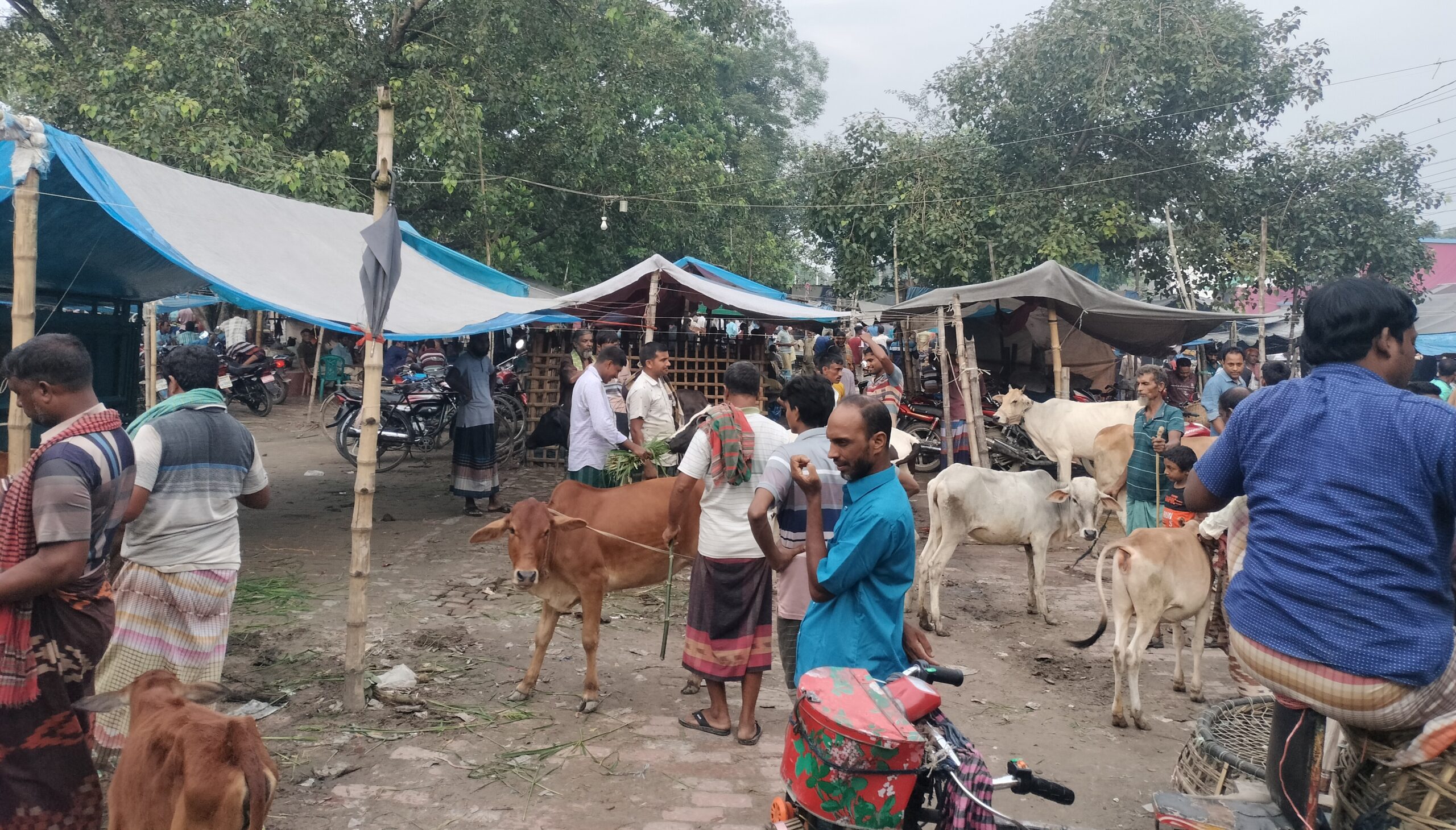 শিবগঞ্জে সরকারি হাটে অবৈধ দখল, পশু ব্যবসা প্রায় বন্ধ