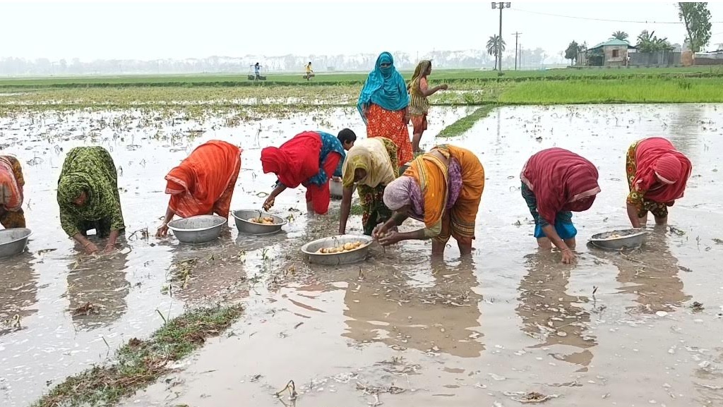 জয়পুরহাটে বৃষ্টিতে শত শত হেক্টর আলু ক্ষেতের ক্ষতি
