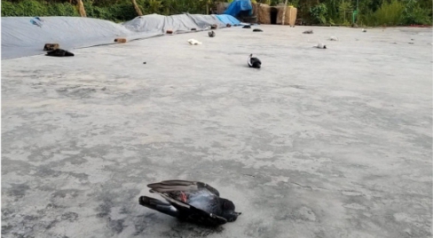 গোমস্তাপুরে বিষ প্রয়োগে শতাধিক কবুতর ও মুরগি মেরে ফেলার অভিযোগ