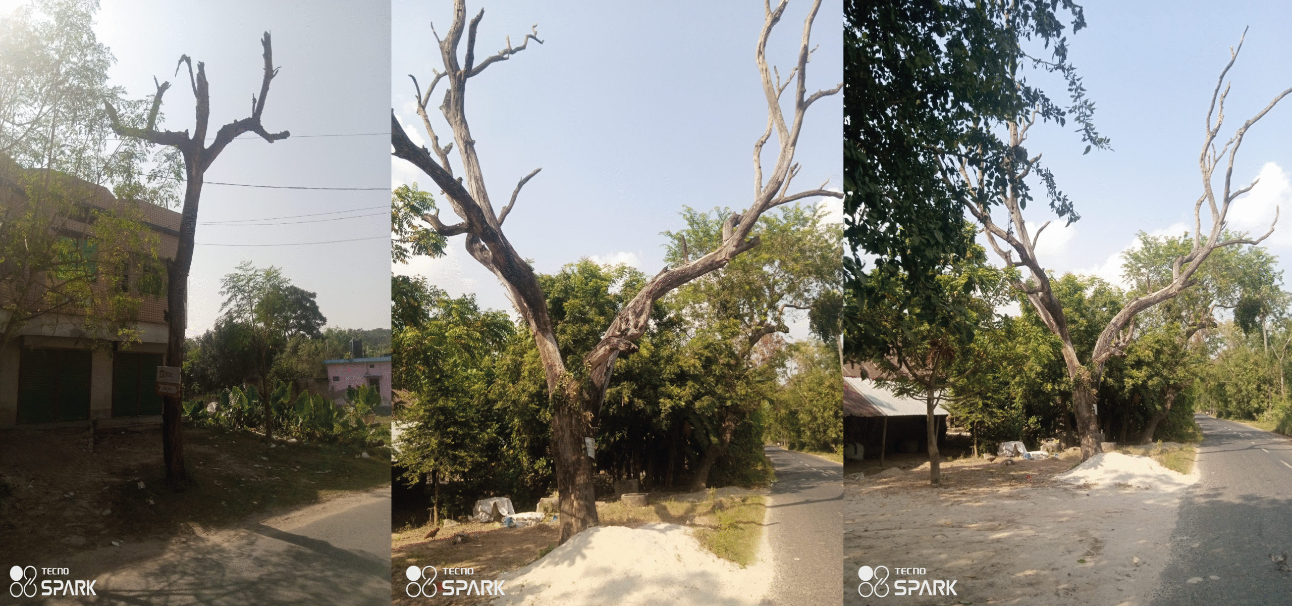 চাঁপাইনবাবগঞ্জে মরা গাছের ঝুঁকিতে সড়কপথ-যেন মৃত্যুফাঁদ ॥ দুর্ঘটনার শঙ্কা