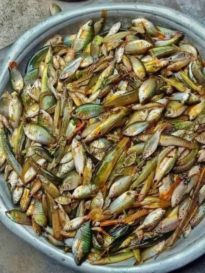 বিলুপ্তির পথে চাঁপাইনবাবগঞ্জের মুক্ত জলাশয়ের দেশী মাছগুলো
