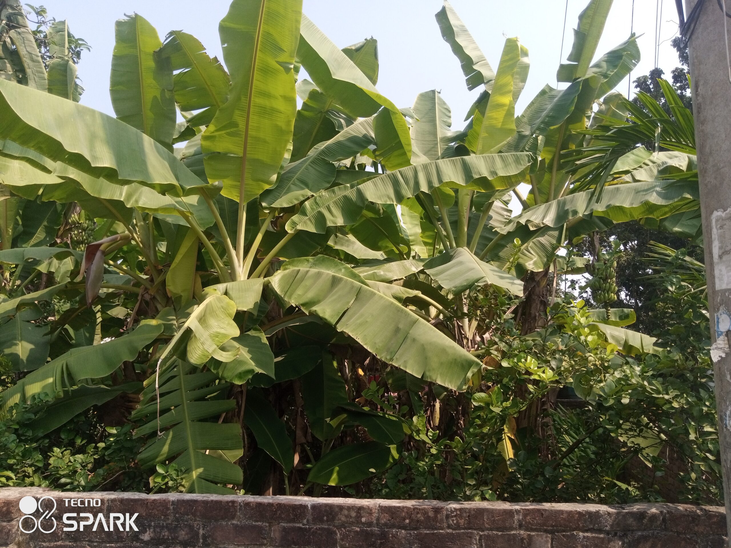 চাঁপাইনবাবগঞ্জে কলা চাষে সাফল্যের সুবাস! সোনালি সম্ভাবনায় কৃষক পরিবারে হাসি
