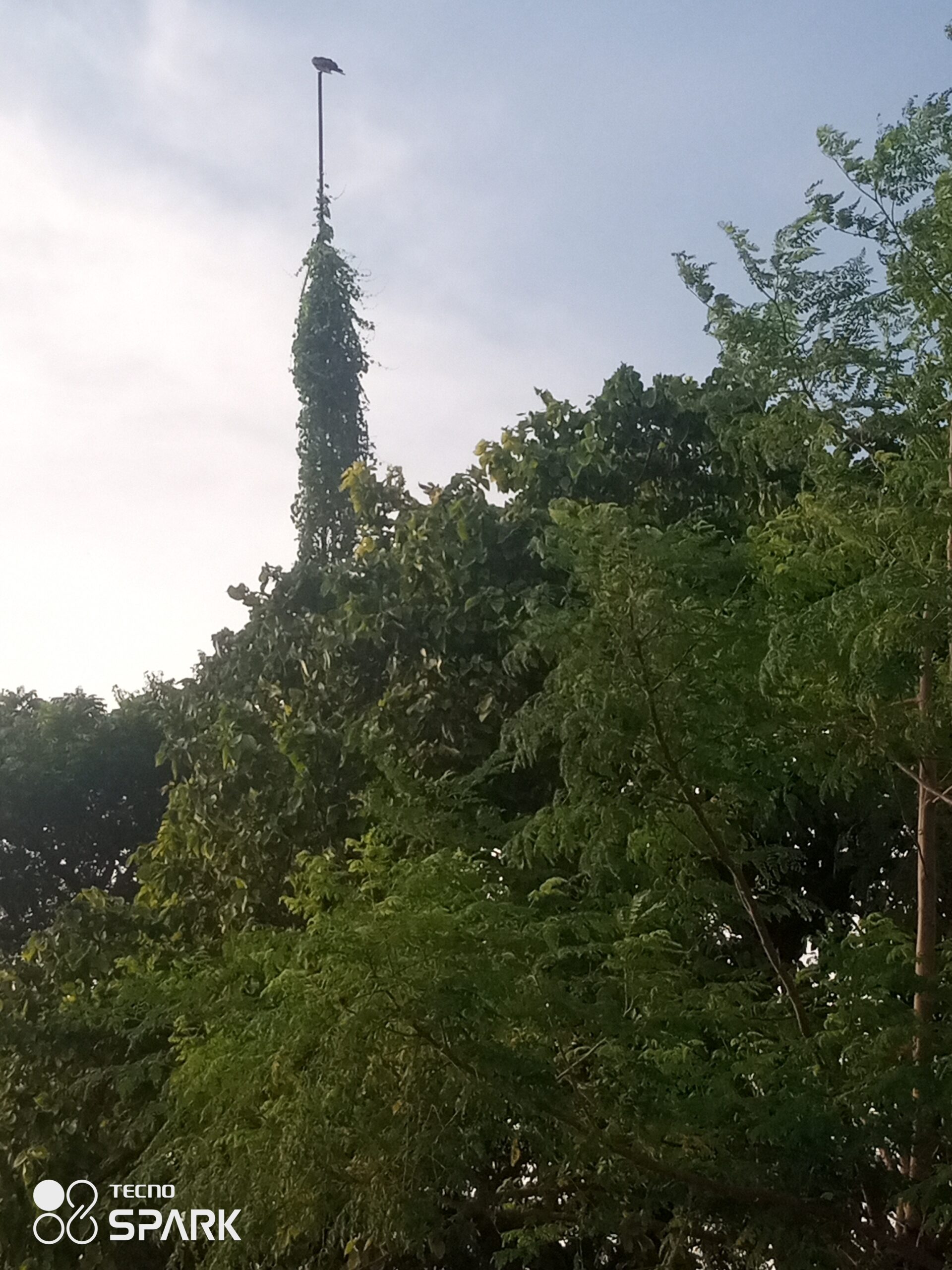 রহনপুর রেলস্টেশনের টাওয়ার-সবুজে মোড়ানো কাঠামো ॥ যেন বাজপাখির রাজ সিংহাসন!