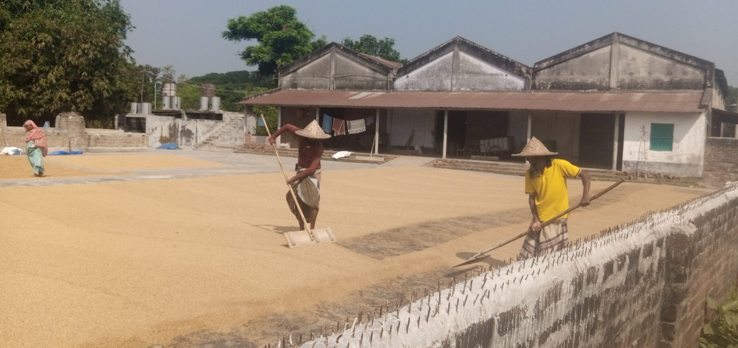 ধানের গন্ধে জীবন-কুটিদের ঘামে গড়া স্বপ্ন!