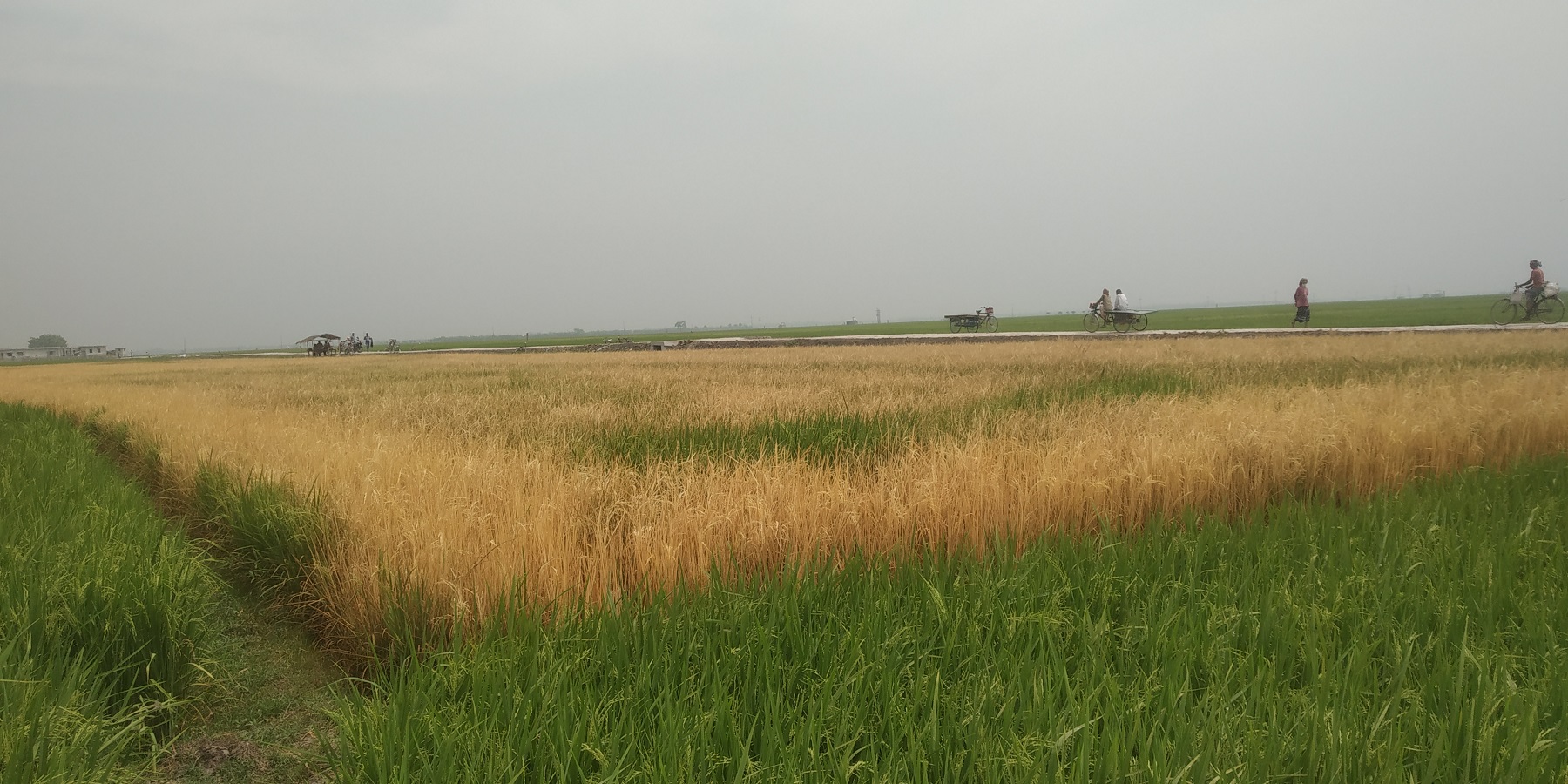 ভোলাহাটে ঘাস নিধনের বিষ দিয়ে ধান নস্ট ॥ গ্রেফতার-১