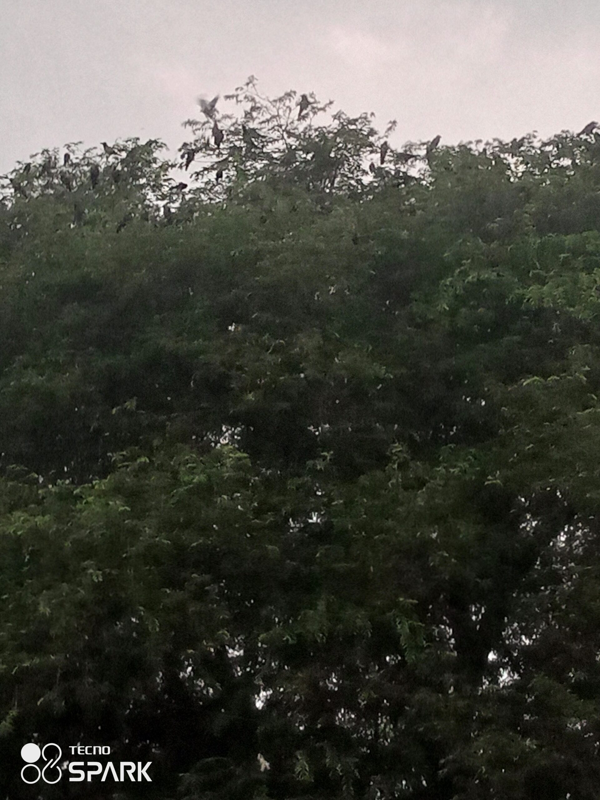 কাকের রাজত্ব সেই তেঁতুল গাছে ॥ রহনপুর রেলস্টেশনের বিকেলের অদ্ভুত সঙ্গ