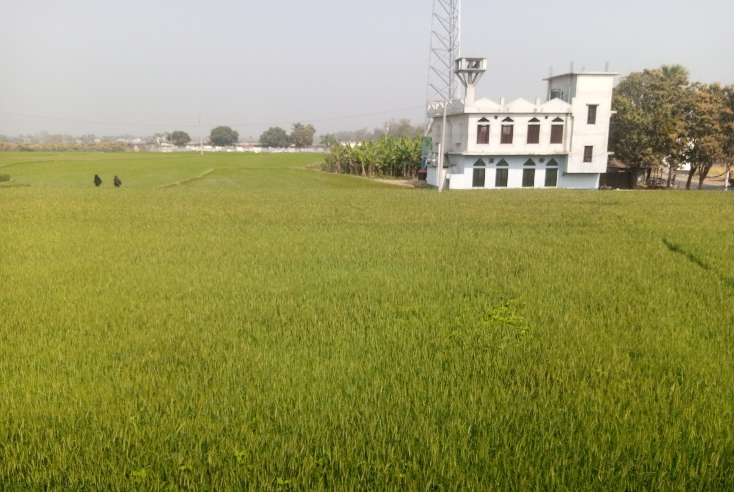 সোনালি শীষে ভরেছে মাঠ ॥ লক্ষ্যমাত্রা ছাড়াতে পারে চাঁপাইনবাবগঞ্জের গম উৎপাদন