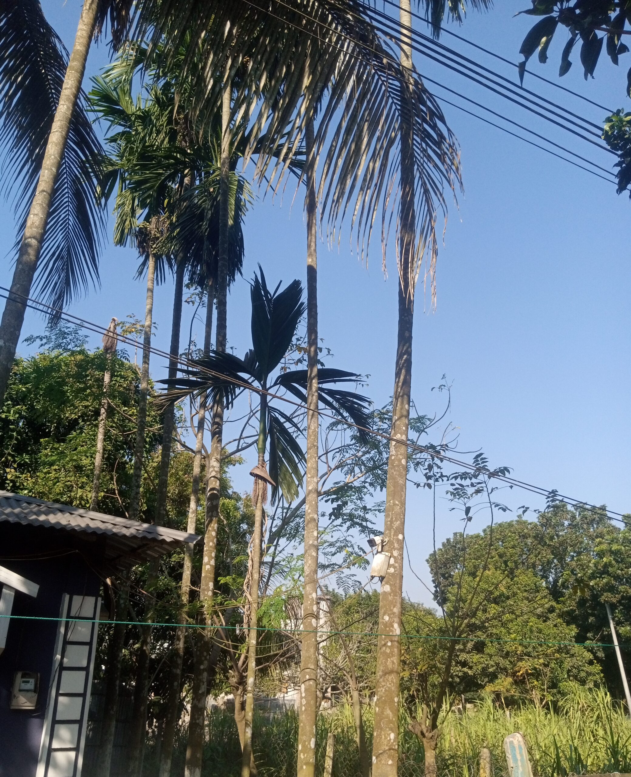এক সারি সুপারি গাছ ॥ চাঁপাইনবাবগঞ্জের গ্রামীণ জীবনের নিঃশব্দ সৌন্দর্য