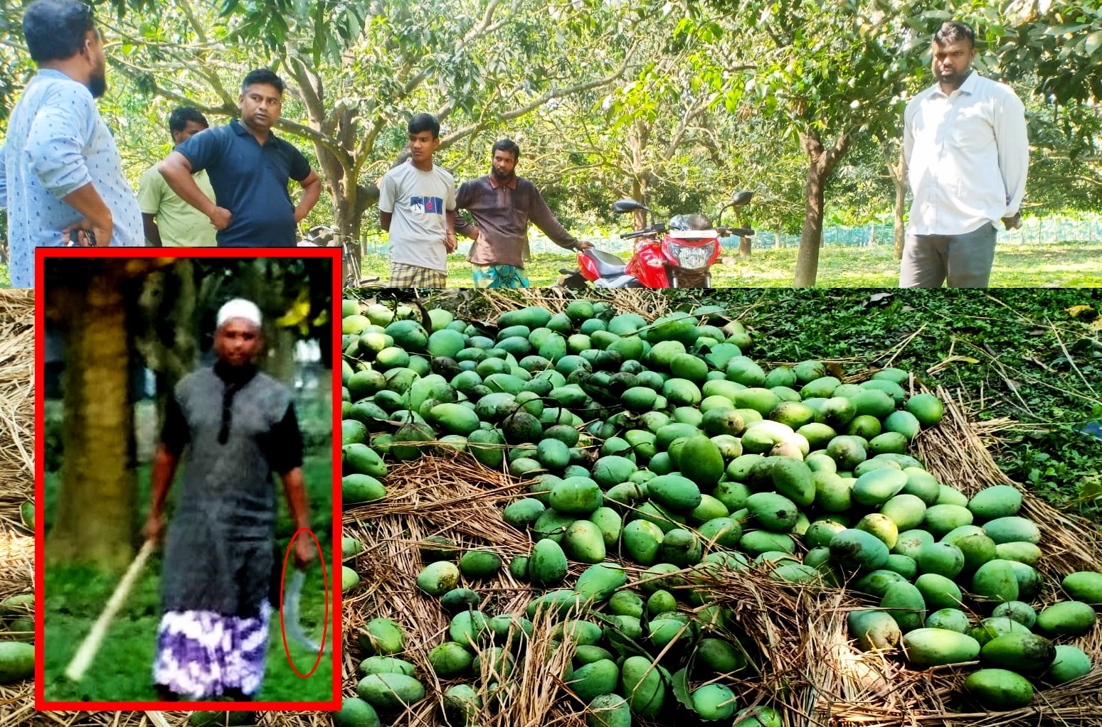 ভোলাহাটে দেশীয় অস্ত্র নিয়ে আম পেড়েছে দূর্বৃত্তরা
