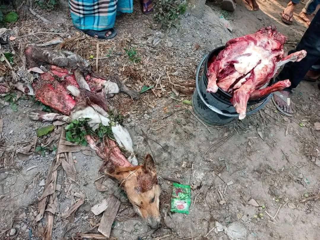 ধামইরহাটে খাসি বলে বিক্রয় করা হচ্ছিল কুকুরের মাংস