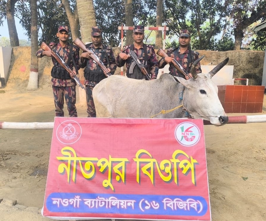 পোরশা সীমান্তে বিজিবি অভিযানে ভারতীয় গরু আটক