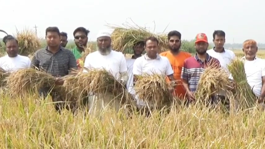 হালতি বিলে কৃষকের পাকা বোরো ধান কেটে দিল যুবলীগ