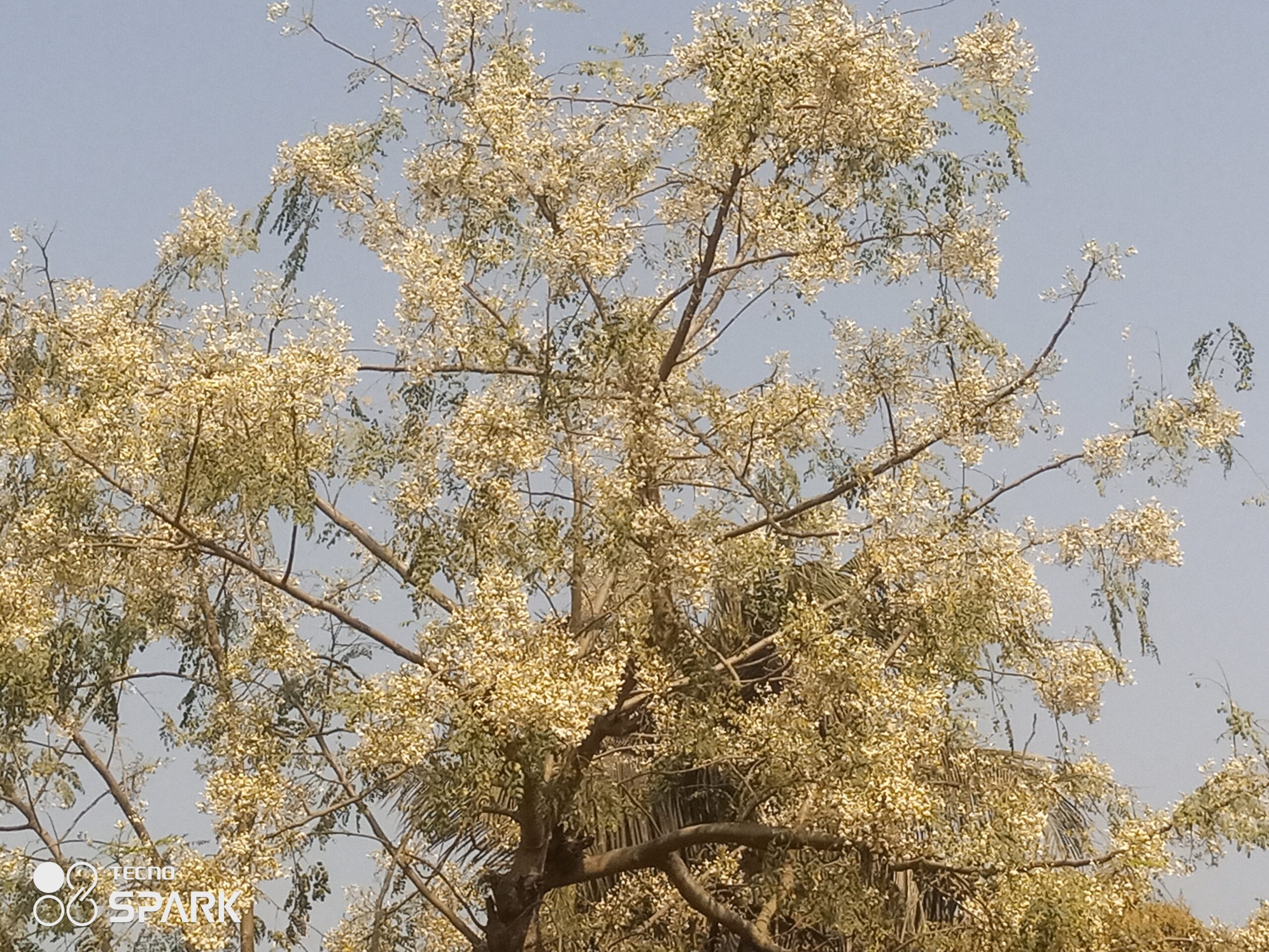 গ্রাম বাংলার ঐতিহ্য সজনে ডাটা-চাঁপাইনবাবগঞ্জের গাছে গাছে ফুল ॥ উৎপাদন ৩ হাজার টন