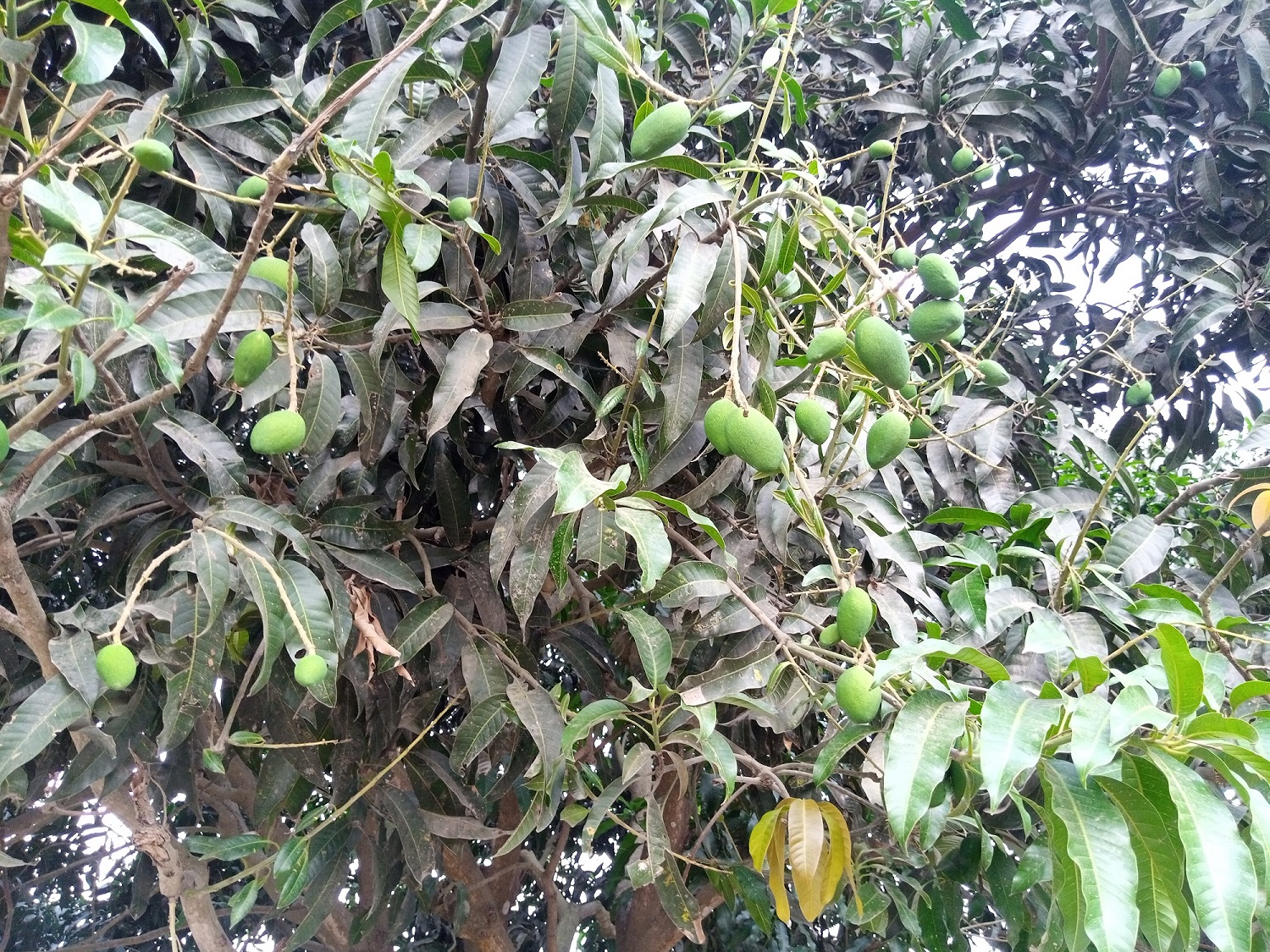খরতাপে পুড়ছে-চাঁপাইনবাবগঞ্জসহ বরেন্দ্র অঞ্চল ॥ শুকিয়ে ঝরে পড়ছে আম-লিচুর গুটি