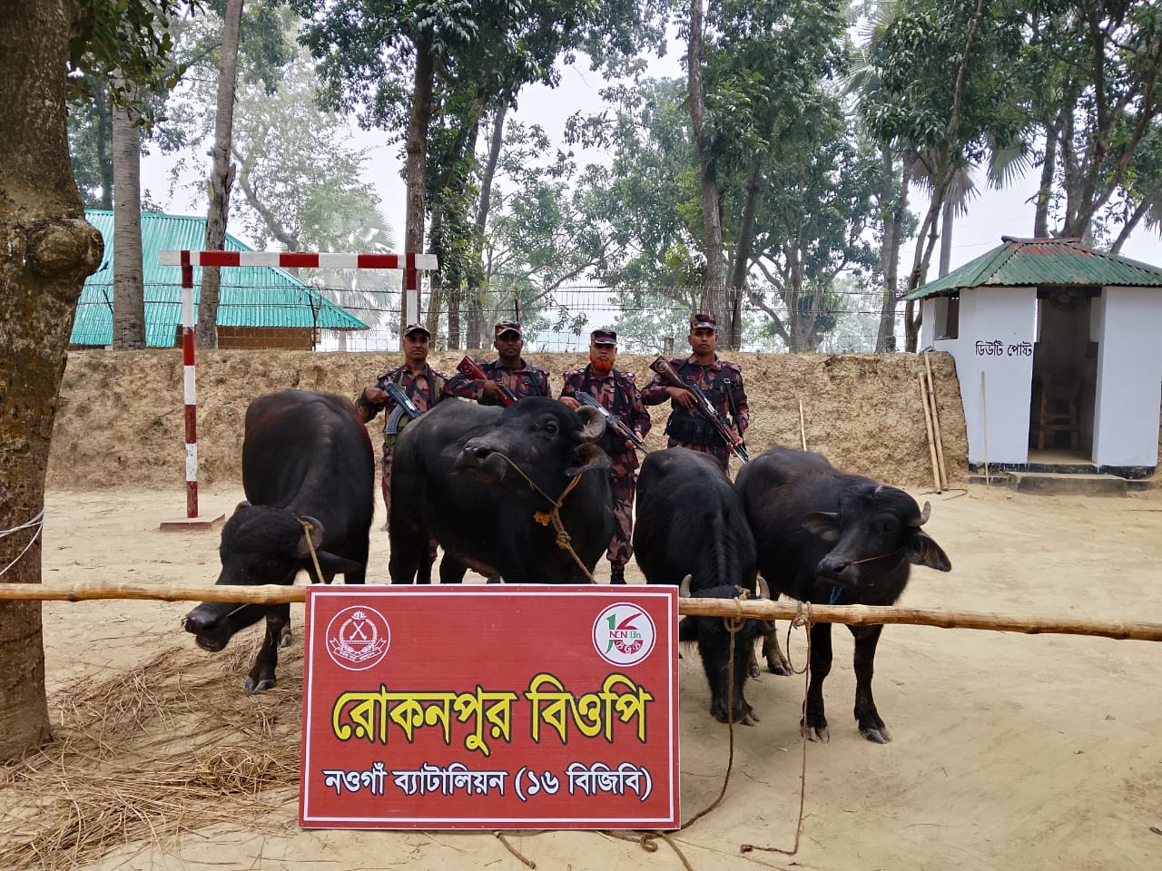 গোমস্তাপুরের রোকনপুর সীমান্তে মালিকবিহীন চারটি ভারতীয় মহিষ আটক