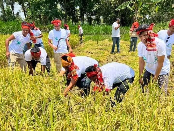 জয়পুুরহাটে কৃষকের ধান কেটে দিল জেলা স্বেচ্ছাসেবকলীগ