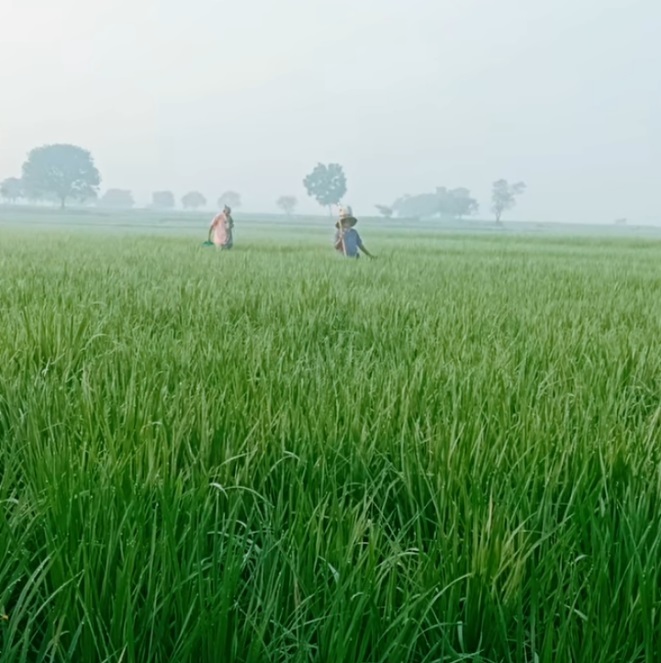 সবুজের আবরণে মোড়ানো চাঁপাইনবাবগঞ্জের মাঠজুড়ে সোনালী আমন ধান