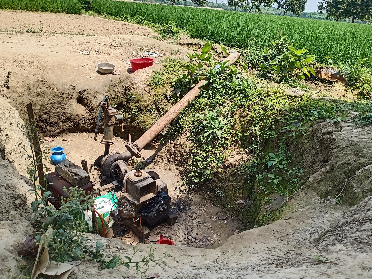 চাঁপাইনবাবগঞ্জে বিএমডিএ’র উদাসীনতায় মরছে ৮০ বিঘা ধান ॥ ক্ষুদ্ধ কৃষক