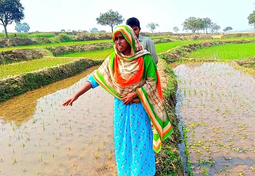 পোরশায় নারী কৃষকের রোপিত বোরো ধান কীটনাশক দিয়ে বিনষ্ট ॥ ইউএনও কাছে আবেদন