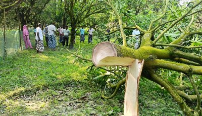 চাঁপাইনবাবগঞ্জে রাতের আঁধারে কাটিমন আমগাছ কেটে ফেলার অভিযোগ