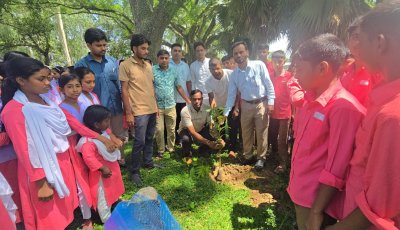 সিংড়ায় ক্ষিদ্রবড়িয়া স্কুলে বৃক্ষরোপণ কর্মসূচি