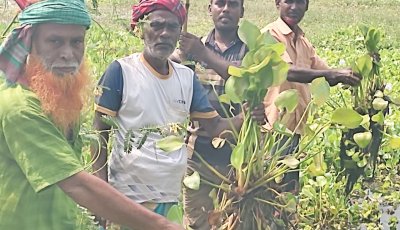 সিংড়ায় কচুরিপানার দখলে সিংড়ায় ৩০০ একর জমি ॥ বোরো চাষ অনিশ্চিত