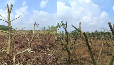 নিয়ামতপুরে ৪ লাখ টাকার জন্য ৮ হাজার আম গাছ কেঁটে সাবাড়