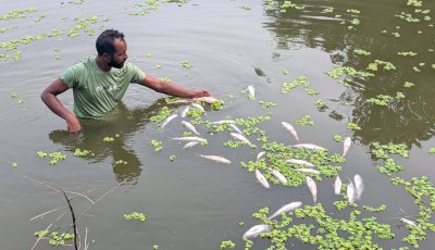 গোবিন্দগঞ্জে পুকুরে বিষ প্রয়োগে মাছ নিধন ॥ লক্ষাধিক টাকার ক্ষয়ক্ষতি