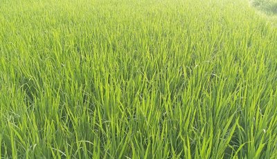 গোদাগাড়ীতে আমন, আউশ ধান চাষে কৃষকের স্বপ্ন পূরণের আশা