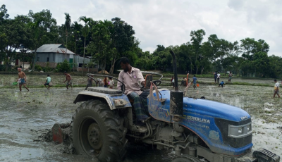 আমন আবাদের জমিতে মাছ ধরার আনন্দে মাতোয়ারা শিশু-কিশোররা