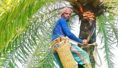 শীতের আগমনী বার্তা ॥ রাণীনগরে খেজুরের রস সংগ্রহে প্রস্তুত গাছিরা