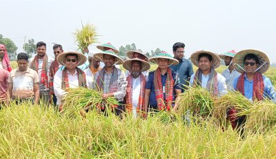 সিংড়ার চলনবিলে ধান কাটা উৎসবের উদ্বোধন