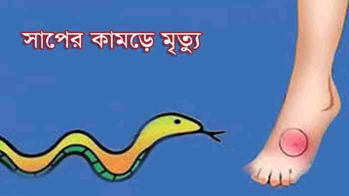 ভোলাহাটে বেড়েছে সাপের উপদ্রব ॥ একই দিনেই ২ জনের মৃত্যু