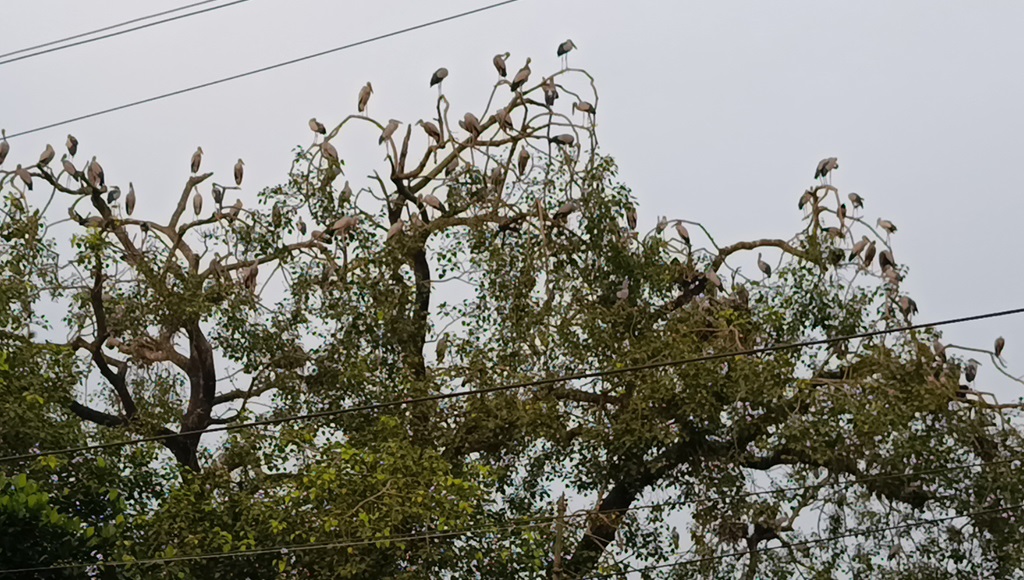 বগুড়া শিবগঞ্জের বিহারহাটে অতিথি পাখির অভয়ারণ্য-মনোমুগ্ধকর দৃশ্য