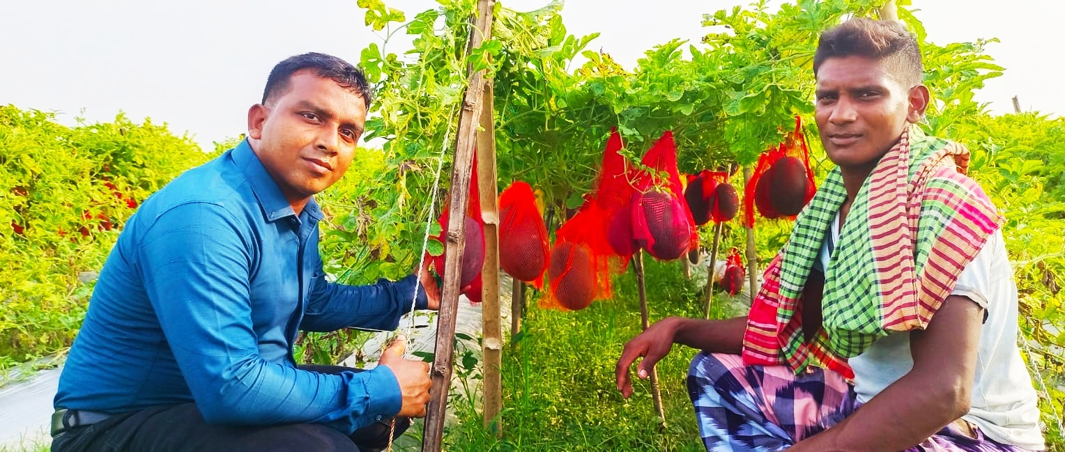ভোলাহাটে লাভের আশায় বারোমাসি তরমুজ চাষে ঝুঁকছে চাষিরা