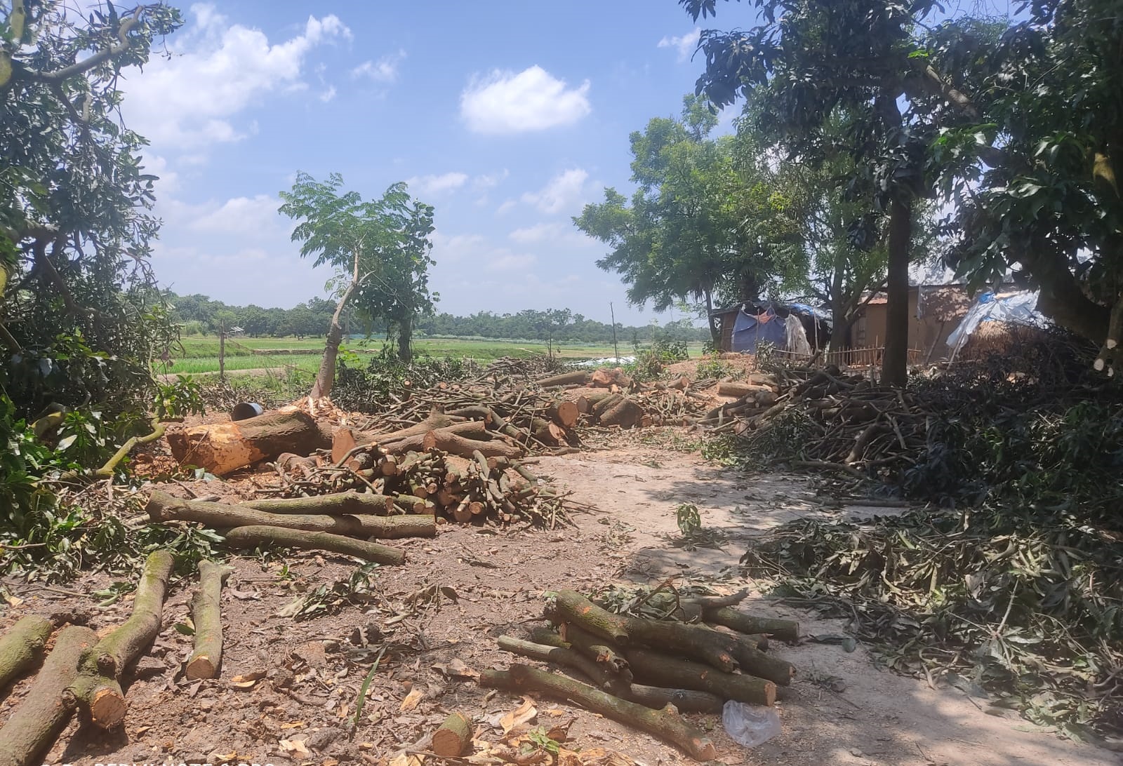 গোমস্তাপুরে সরকারি গাছ কাটার অভিযোগ