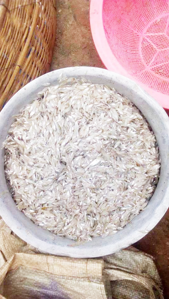 চাঁপাইনবাবগঞ্জে হারিয়ে যাচ্ছে দেশি ছোট মাছ! ক্রয় ক্ষমতার বাইরে মধ্যবিত্তদের