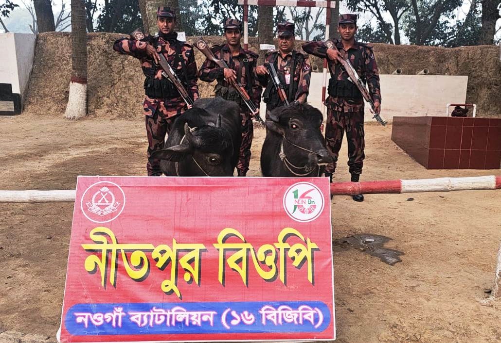 নিতপুর সীমান্তে মালিকবিহীন ২টি ভারতীয় মহিষ জব্দ