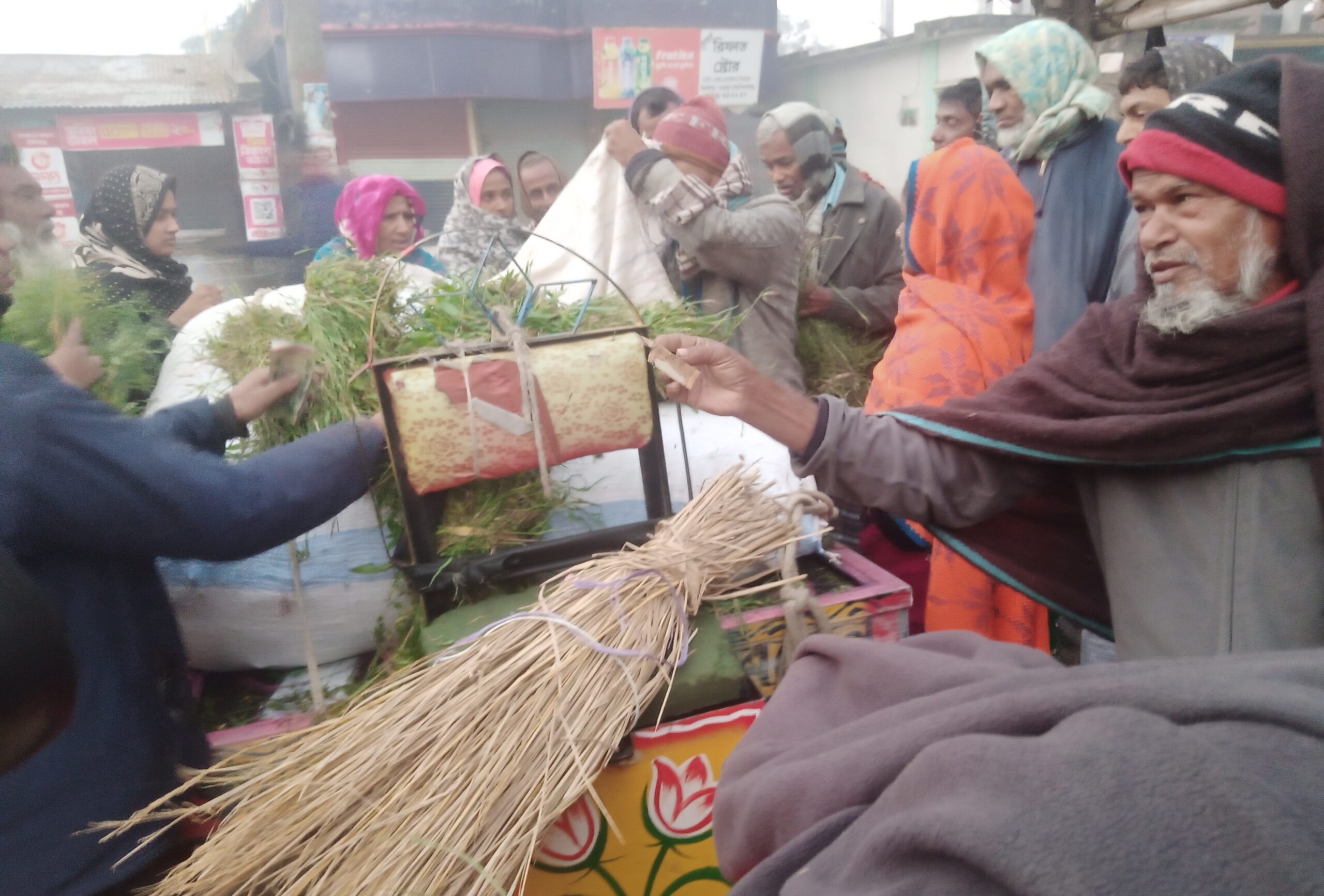 শীতে মাঠে ঘাস কম-চাঁপাইনবাবগঞ্জে গরু-ছাগলের খাবার নিয়ে কাড়াকাড়ি